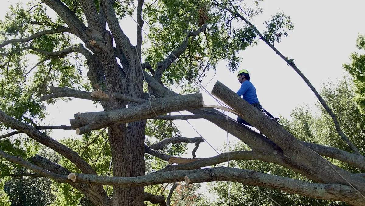 Professional Crown Thinning performed by certified arborists in Liberty