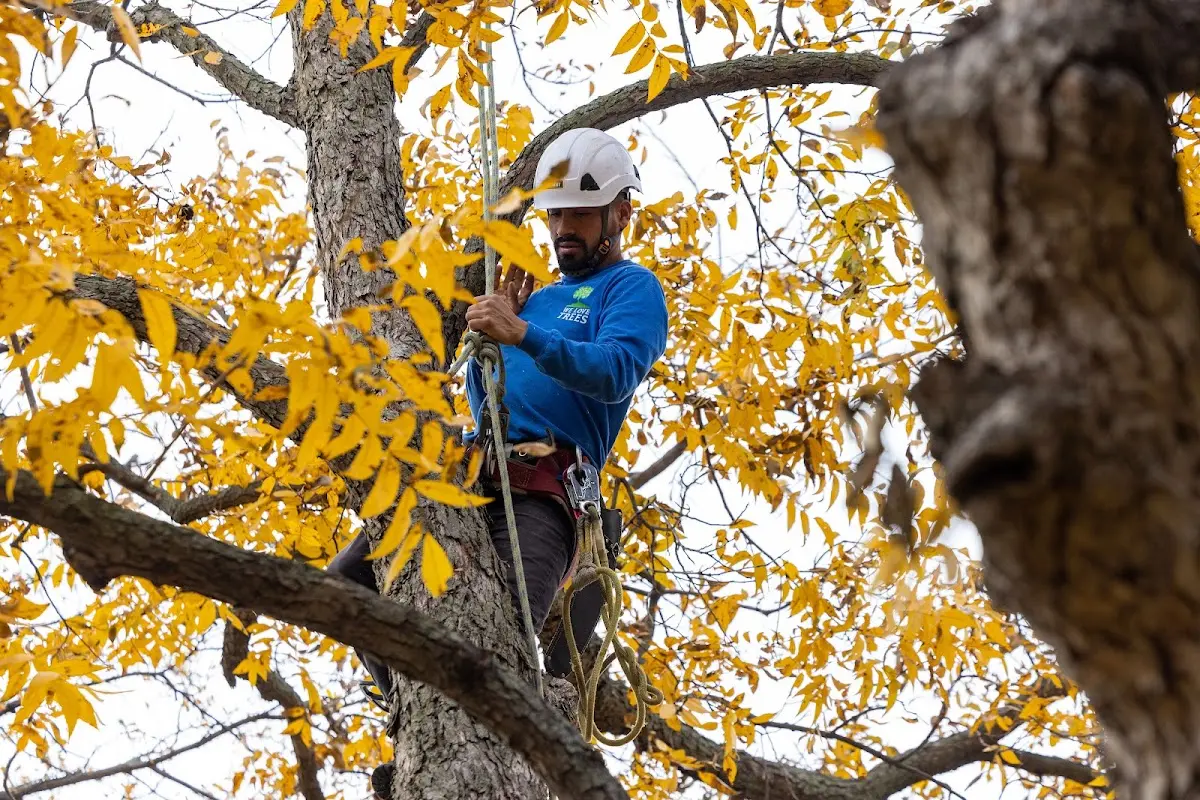 Skilled Tree Pruning crew working in Liberty